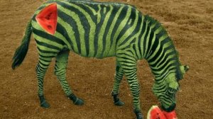 Арбузная зебра 2026 мем ?!