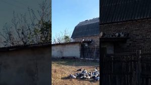 Енакиево голуби