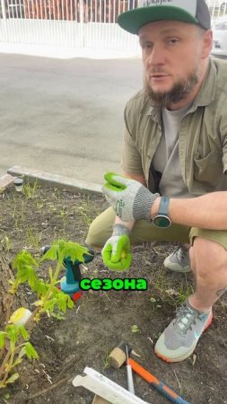 Обработали каштан от минирующей моли