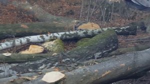 Трелевщик (скидр) в работе.