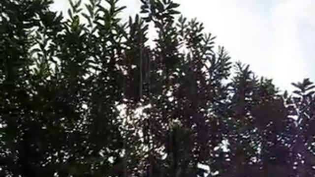 ПТИЧЬИ ТРЕЛИ 2.avi смотреть онлайн