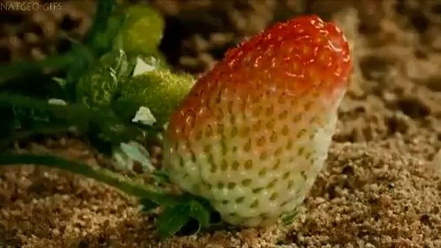Как растет и созревает клубника
