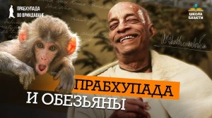 Как Шрила Прабхупада разговаривал с обезьянами. Малати Деви о наставлениях Прабхупады про обезьян.