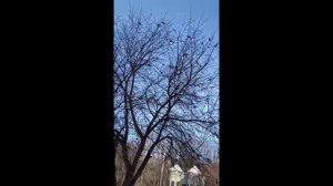 Дрозды прилетели!