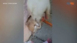 Спасатели вызволили застрявшего в трубе кота