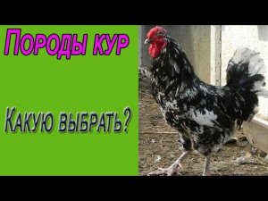 Породы кур. Какую породу кур выбрать для дома?