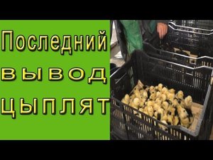 Последний вывод цыплят. Инкубация старого яйца.