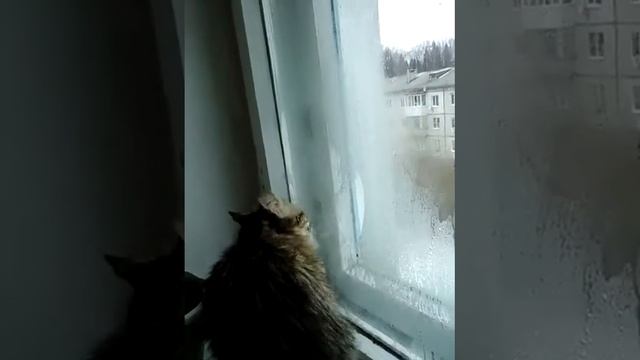 Котик хочет пить:))) Смешное видео, видео прикол:) смотреть онлайн