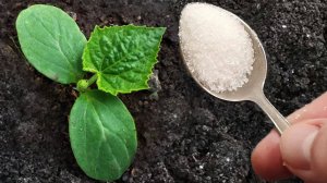 🌧️ Чем полить огурцы, чтобы они не болели и дали много плодов? Просто добавь это! 🌱✨