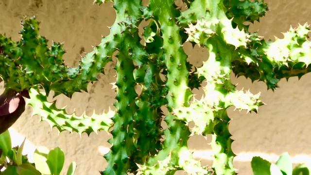 Cactus and Succulent EDITHCOLEA GRANDIS смотреть онлайн