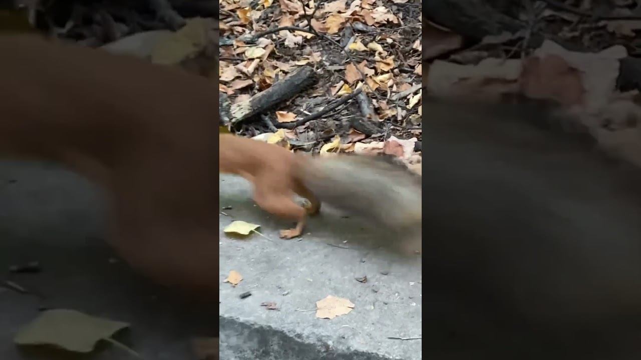 #паркиказани #белка смотреть онлайн