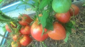 Нет ФИТОФТОРОЗУ - лучший способ борьбы с фитофторой на помидора в теплице.