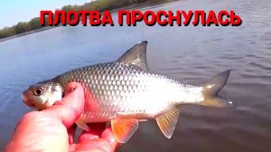 ПЛОТВА ПРОСНУЛАСЬ. СМЕНИЛ НАЖИВКУ И СРАЗУ НАЧАЛ ЛОВИТЬ. Рыбалка в проводку на Оке