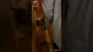 Вы не поверите – Василий дома!