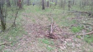 Прогулка по апрельскому лесу