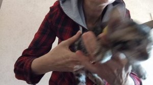 бенгальский котенок девочка 3 месяца