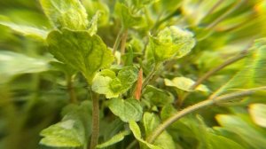 Macro