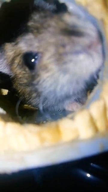 Пушистые мохнатки😊 смотреть онлайн