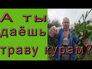 Можно ли давать траву курам?