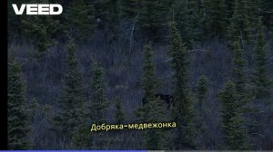Мультфильм детям про зверят