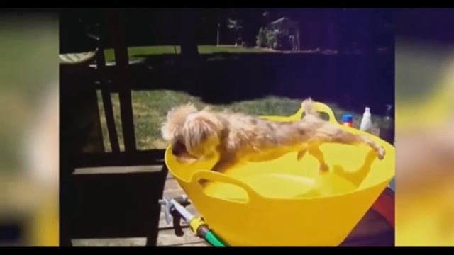 смешные собаки смешное видео