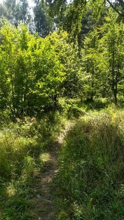 По тропинке в парке