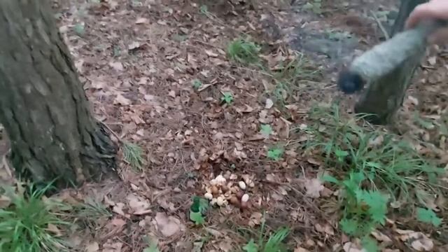 К ЛЕСНЫМ ДУХАМ. ДЛЯ БЛАГО. ДЛЯ ВСЕХ. ВЕДЬМИНА ИЗБА. ИНГА ХОСРОЕВА смотреть онлайн