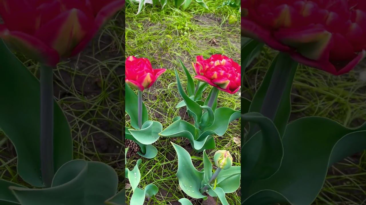 #цветы #тюльпаны #растениядлясада #дизайн