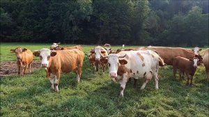 Весёлая корова танцует и поёт Мычание коровы для детей
