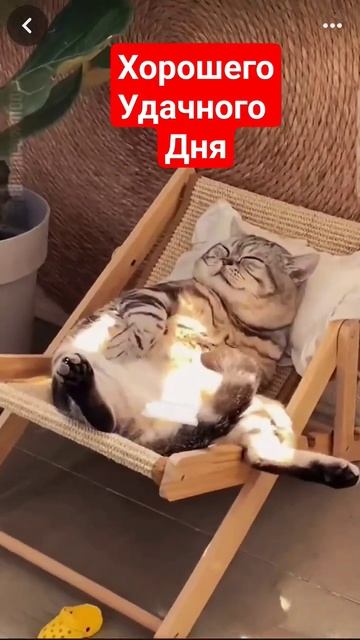 Для поднятия настроения #юмор #видеошортс #кошки #приколы #весело #смех #настроение #улыбка #релакс