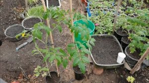 Работаем в саду и огороде! Томаты для раннего урожая и тёплая грядка для огурцов.