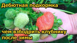 ЧЕМ УДОБРЯТЬ КЛУБНИКУ РАННЕЙ ВЕСНОЙ. Урожай гарантирован на 100%.