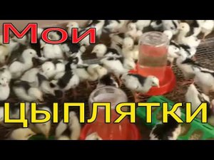 Люди покупали цыплят | Что получилось?