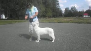 Подготовка к выставке, стойка