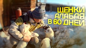 ЩЕНКИ АЛАБАЯ ДВА МЕСЯЦА
