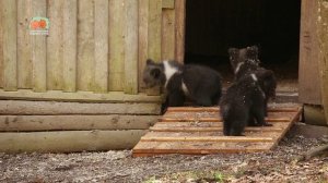 МЕДВЕЖЬЕ РЕЛАКС-ТВ