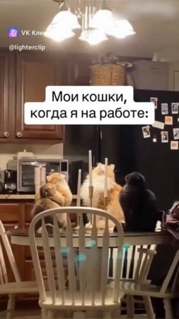 Кошачий шабаш 😅 смешные коты