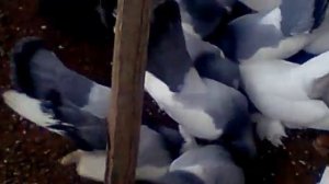 урюпинские синие