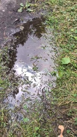 Вода на лугу