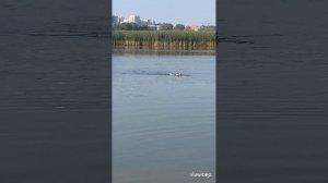 Джек Рассел терьер ловит рыбу.