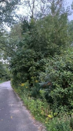 В городских джунглях