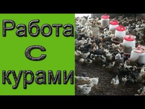 Работа с курами | Напольное содержание кур