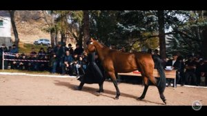 Karachay horse. Young stallions. Exhibition 28 oct 2023 (Выставка жеребцов карачаевской породы)