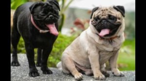 Смешные МОПСЫ! Подборка забавных и милых МОПСОВ