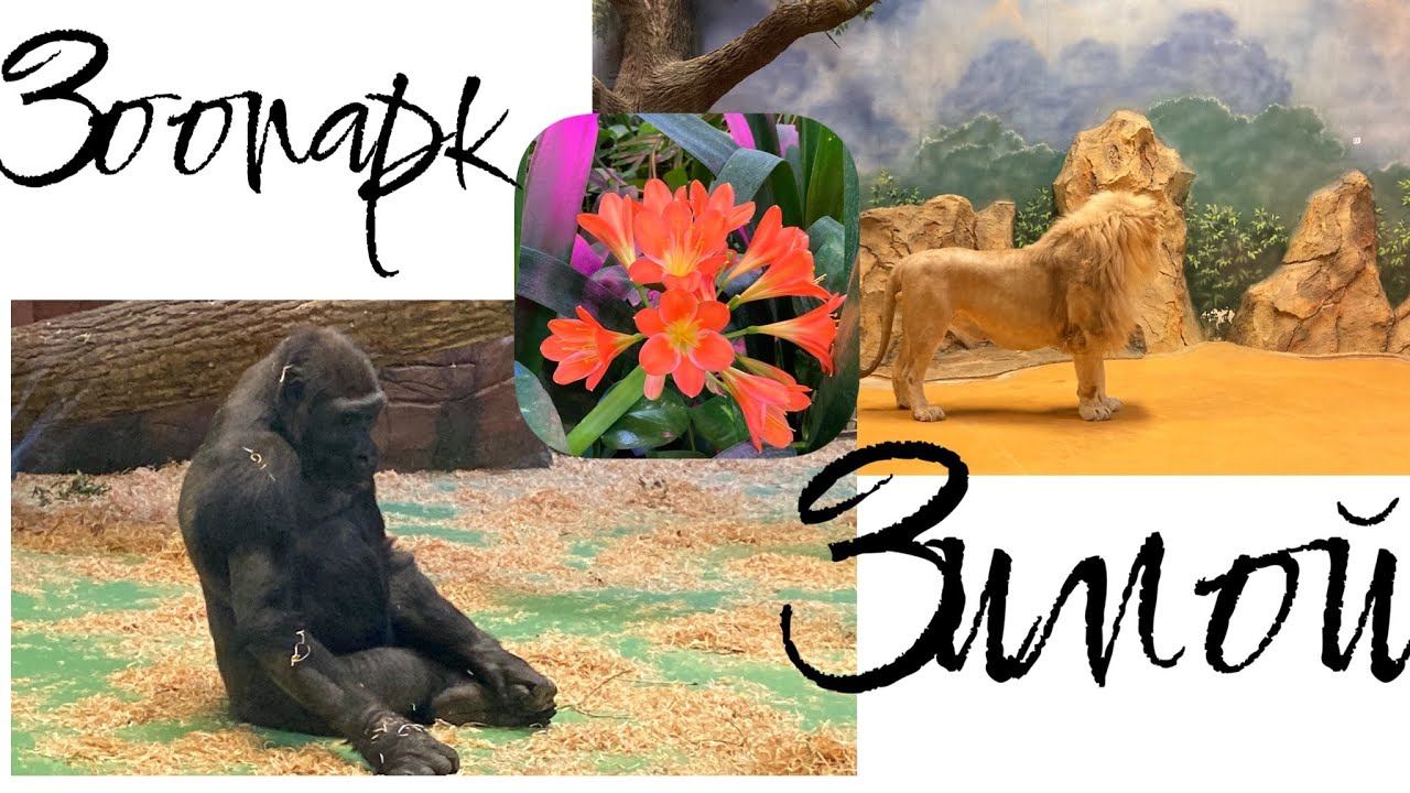 Зоопарк Казани - что зимой делают животные «антидепрессанты» в пасмурные дни смотреть онлайн