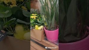 ОБЗОР ОРХИДЕЙ