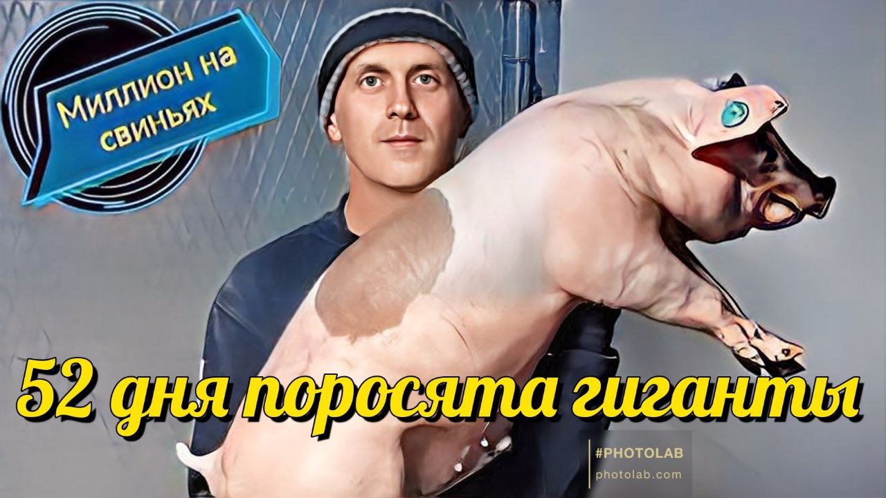 Период супоросности свиноматки! Отправляем своих элитных поросят по всей России!