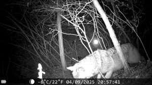 РЕКОГНОСЦИРОВКА 2 ВОЛК ИЛИ ЛИСА?