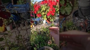 пеларгония герань. обзор для Авито и Вацап