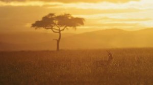 Deva Premal: Gaia Ma
